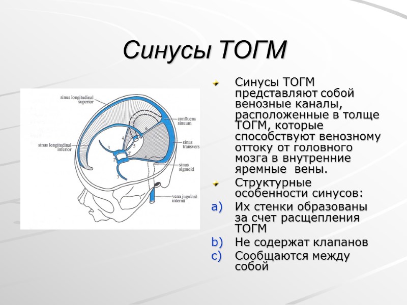 Синусы ТОГМ Синусы ТОГМ представляют собой венозные каналы, расположенные в толще ТОГМ, которые способствуют